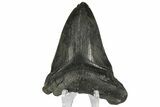Bargain, Fossil Megalodon Tooth - South Carolina #169326-1